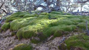 Attēlu rezultāti vaicājumam “moss”