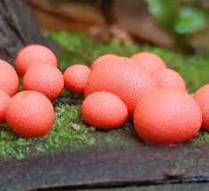 Attēlu rezultāti vaicājumam “Lycogala leopardinum macro”