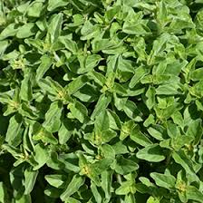 Attēlu rezultāti vaicājumam “Origanum vulgare leaf”