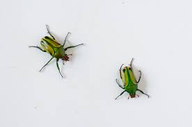 Attēlu rezultāti vaicājumam “Cetonia aurata imago”