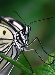 Attēlu rezultāti vaicājumam “Nymphalidae”