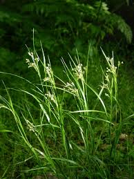 Attēlu rezultāti vaicājumam “Luzula luzuloides”