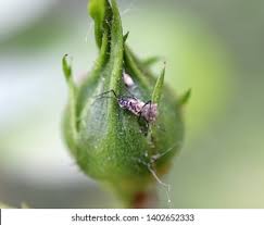 Attēlu rezultāti vaicājumam “Lasioptera rubi”