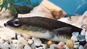 Image result for Anguilla anguilla