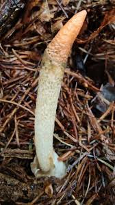 Attēlu rezultāti vaicājumam “Mutinus caninus”