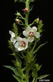 Image result for Verbascum blattaria
