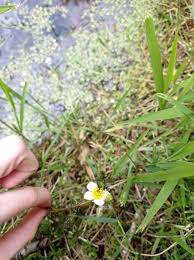 Attēlu rezultāti vaicājumam “Batrachium circinatum flower”