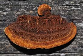 Attēlu rezultāti vaicājumam “Gloeophyllum abietinum”