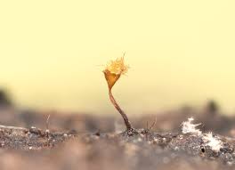 Attēlu rezultāti vaicājumam “Trichia botrytis spores”