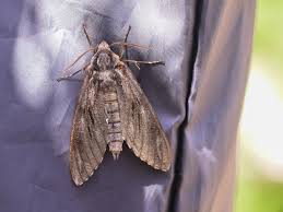 Attēlu rezultāti vaicājumam “Sphinx pinastri”