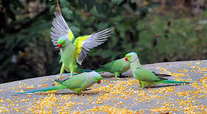 Image result for Psittacula krameri