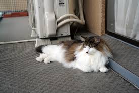 猫次郎o에 대한 이미지 검색결과