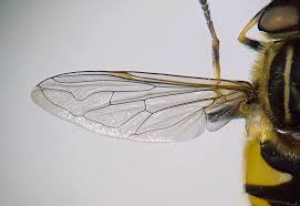 Attēlu rezultāti vaicājumam “Helophilus sp.”