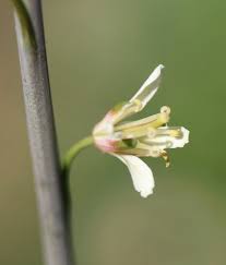 Attēlu rezultāti vaicājumam “Arabis glabra”