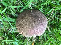 Attēlu rezultāti vaicājumam “Xerocomus chrysenteron”