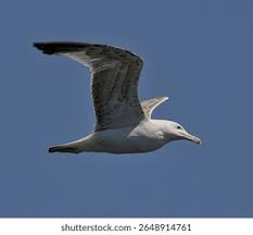 Image result for Larus cachinnans