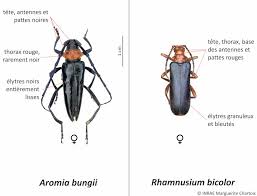 Attēlu rezultāti vaicājumam “Rhamnusium bicolor”