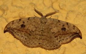 Attēlu rezultāti vaicājumam “Drepana falcataria”