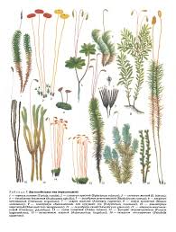 Attēlu rezultāti vaicājumam “Pottiales”