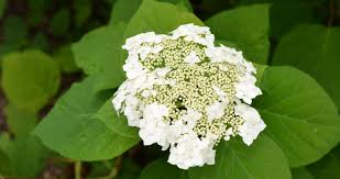 Attēlu rezultāti vaicājumam “Hydrangea arborescens subsp. discolor flower”