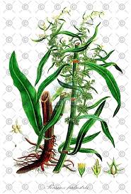 Attēlu rezultāti vaicājumam “Rumex obtusifolius fruit”