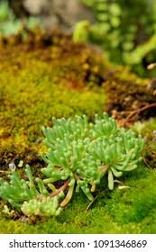 Attēlu rezultāti vaicājumam “Sedum pallidum flower”