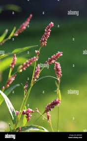 Attēlu rezultāti vaicājumam “Persicaria maculosa”