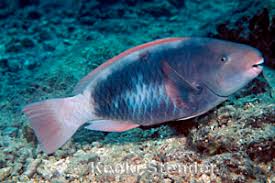 Image result for Chlorurus perspicillatus