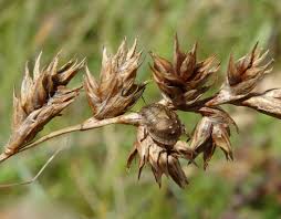 Attēlu rezultāti vaicājumam “Eurygaster testudinaria nymph”