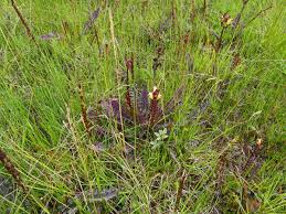 Attēlu rezultāti vaicājumam “Pedicularis sceptrum-carolinum leaf”