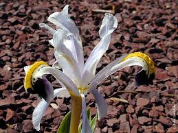 Attēlu rezultāti vaicājumam “Iris rosenbachiana flower”