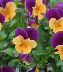 Image result for Viola cornuta