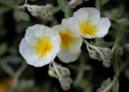 Attēlu rezultāti vaicājumam “Helianthemum x hybridum flower”