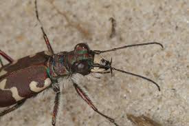 Attēlu rezultāti vaicājumam “Cicindela maritima”