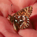 Attēlu rezultāti vaicājumam “Boloria eunomia upperside”