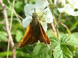 Attēlu rezultāti vaicājumam “Ochlodes sylvanus male”