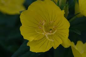 Attēlu rezultāti vaicājumam “Oenothera rubricauli flower”