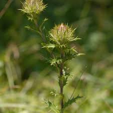 Attēlu rezultāti vaicājumam “Carlina biebersteinii leaf”