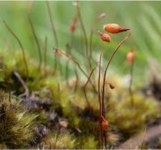 Attēlu rezultāti vaicājumam “Bryum bimum sporophyte”