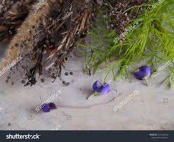 Attēlu rezultāti vaicājumam “Carex dioica male flower”