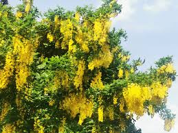 Attēlu rezultāti vaicājumam “Laburnum anagyroides flower”