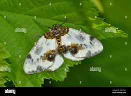 Attēlu rezultāti vaicājumam “Abraxas sylvata”