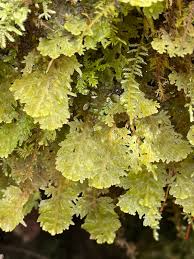 Attēlu rezultāti vaicājumam “Trichocolea tomentella sporophyte”