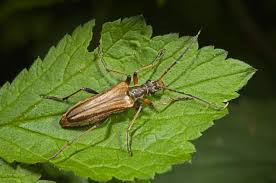Attēlu rezultāti vaicājumam “Stenocorus meridianus”