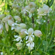 Image result for Silene vulgaris