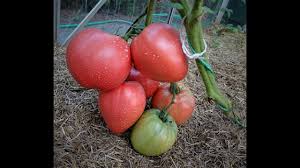 Afbeeldingsresultaat voor butter and bull heart tomato