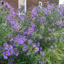 Image result for Aster novae-angliae