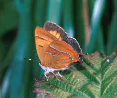 Attēlu rezultāti vaicājumam “Thecla betulae male”