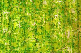 Attēlu rezultāti vaicājumam “Elodea canadensis leaf”