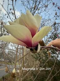 Attēlu rezultāti vaicājumam “Magnolia x soulangeana  flower”